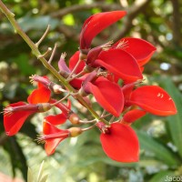 Erythrina crista-galli L.